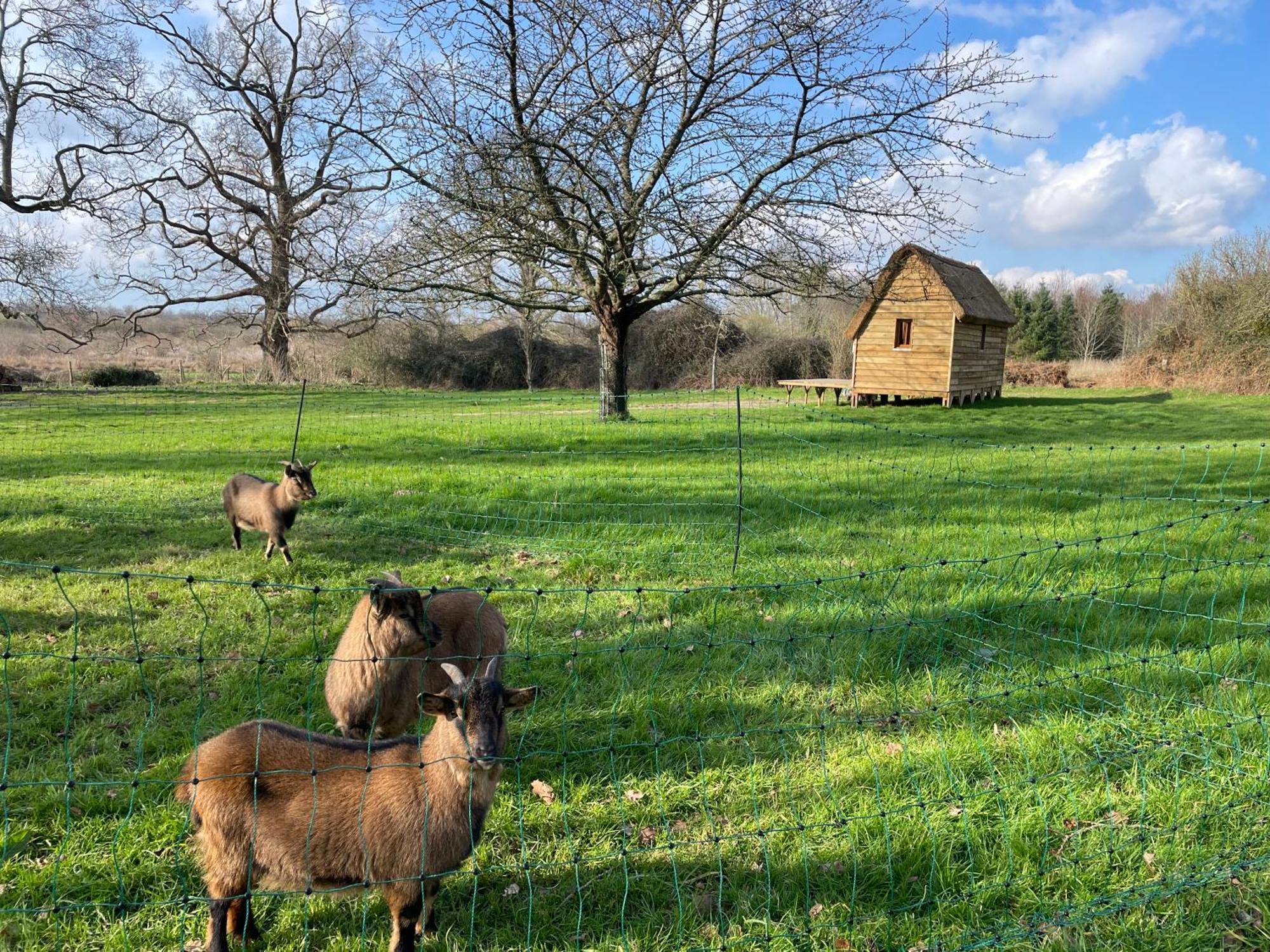 Le Domaine Caribou Bed and Breakfast Sainte-Opportune-la-Mare Exteriör bild